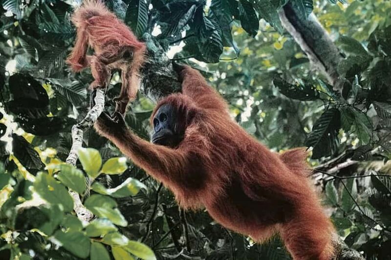 From Medan : Jungle Trekking for Orang Utan at Mount Leuser - The Experience from a Traveler’s Perspective