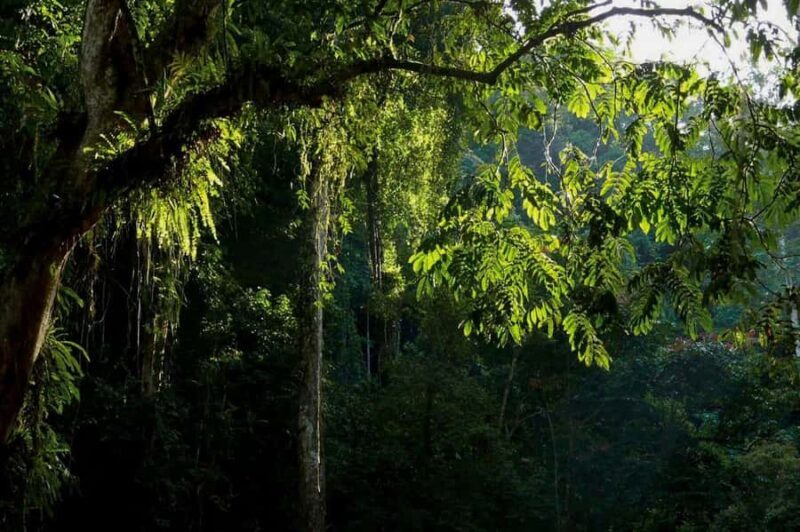 From Medan : Jungle Trekking for Orang Utan at Mount Leuser - Final Thoughts