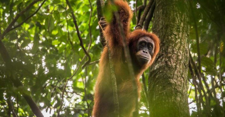 From Medan: Mount Leuser National Park Full-Day Trip - Experience Highlights