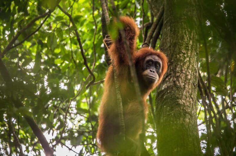 From Medan: Mount Leuser National Park Orang Utan Trip - Bukit Lawang and the Orangutan Care Center