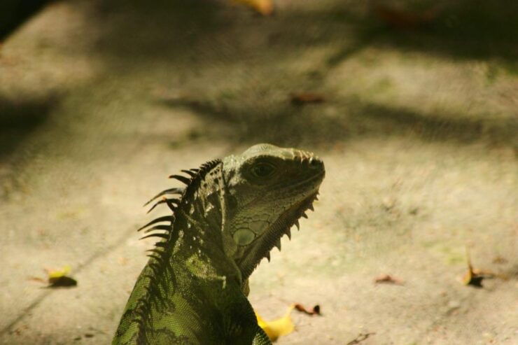 From Medellin; Exclusive (All-In) Authentic Ranch Experience - Highlights of the Ranch Visit