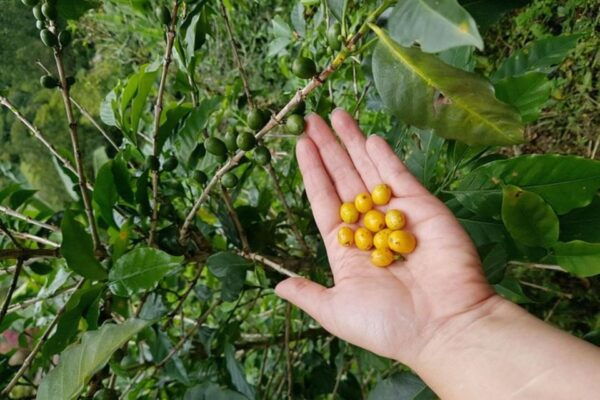 From Medellin: Private Envigado Coffee Tour With Tastings - Frequently Asked Questions