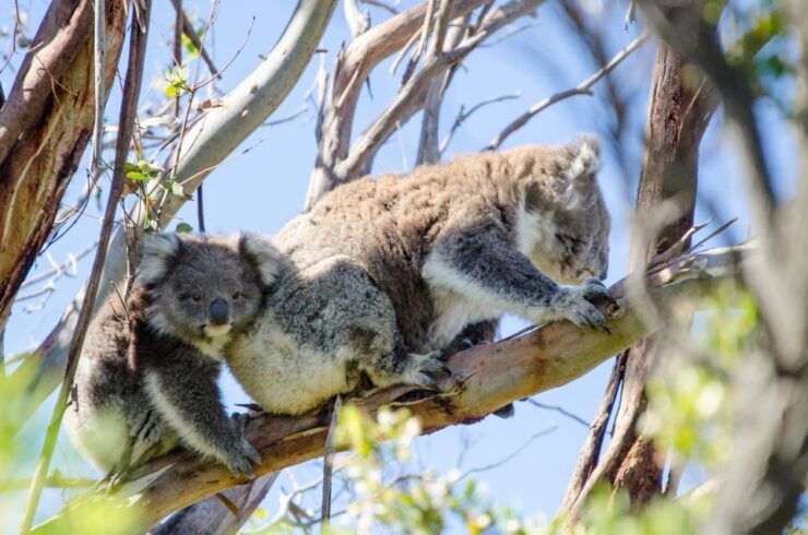 From Melbourne: 2-Day Great Ocean Road & Grampians Escape - Itinerary Overview