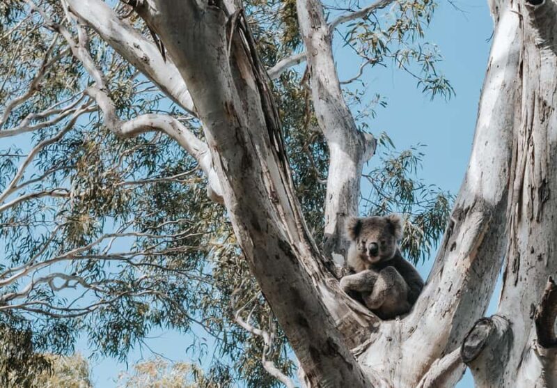 From Melbourne: 5-Day Victorian Alps & Gippsland Lakes Trip - The Sum Up