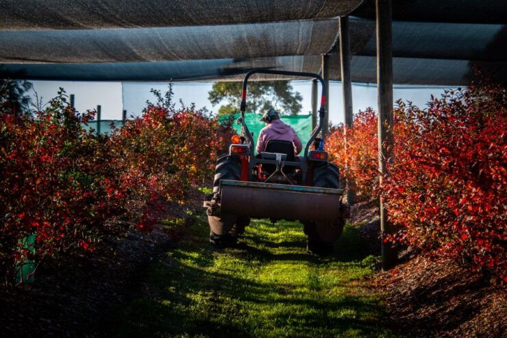 From Melbourne: Bellarine Peninsula Sightseeing & Ferry Ride - Experience Highlights