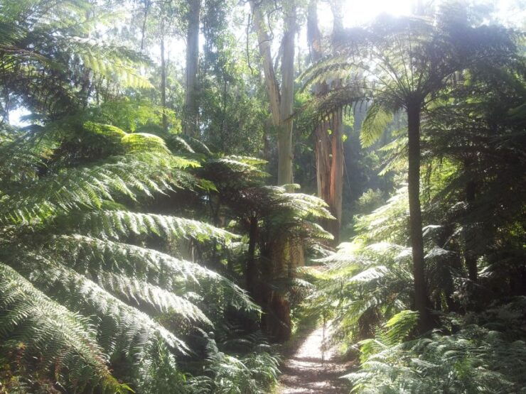 From Melbourne: Dandenong Ranges Private Day Tour - Tour Details
