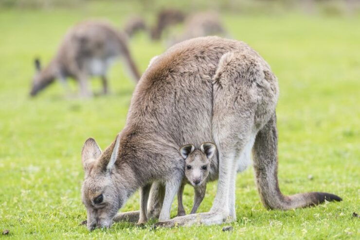 From Melbourne: Grampians National Park Bushwalking Tour - Tour Overview