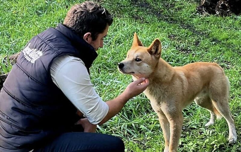 From Melbourne: Great Ocean Road, Dingos, Sparkling & Lunch - Good To Know