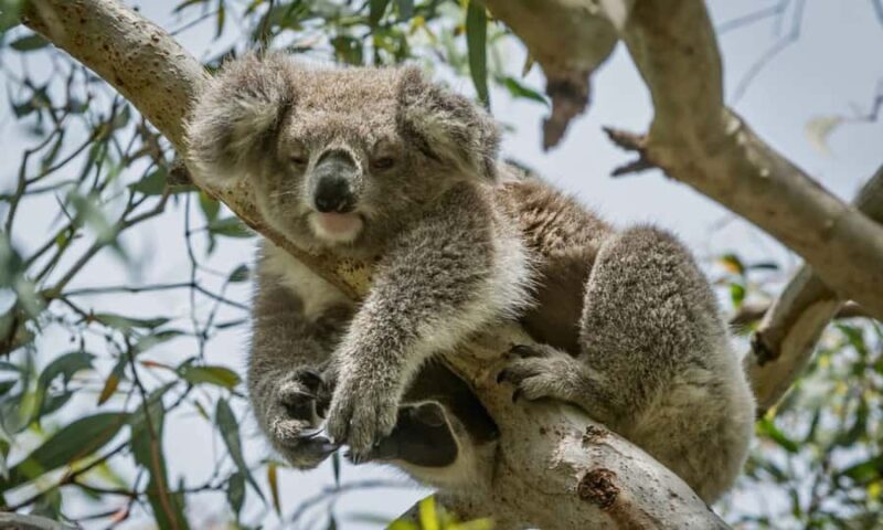 From Melbourne: Great Ocean Road Full-Day Sunset Tour - Good To Know
