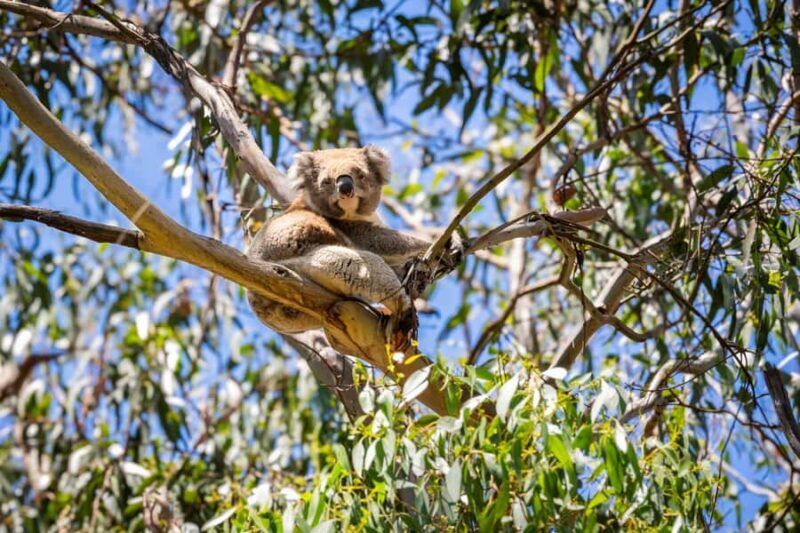 From Melbourne: Great Ocean Road Premium Tour in Reverse - FAQ