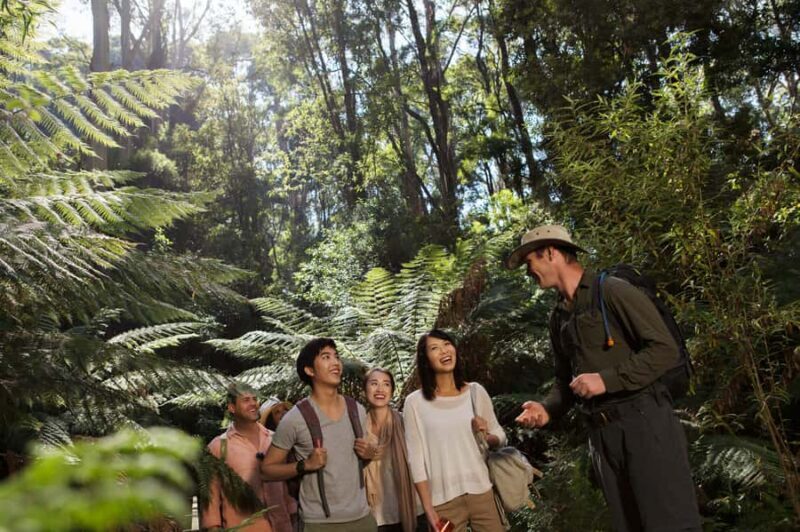 From Melbourne: Great Ocean Road & Wildlife Sightseeing Tour - A Complete Breakdown of the Great Ocean Road & Wildlife Tour