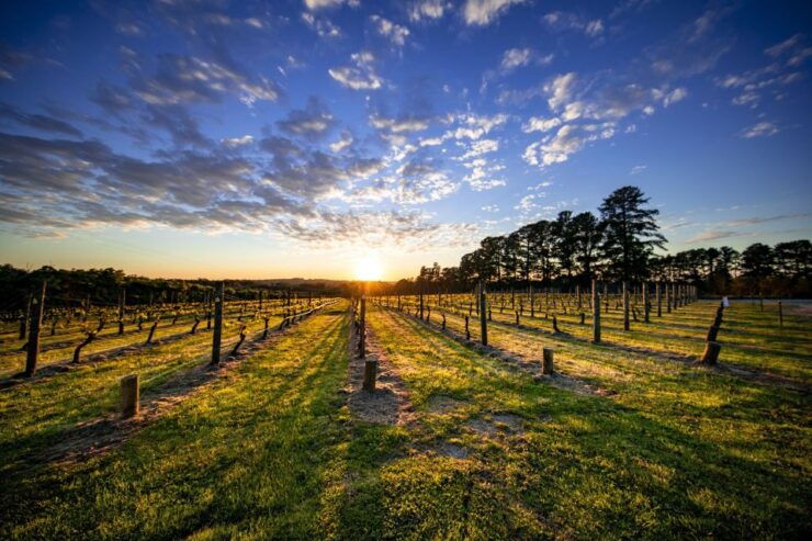 From Melbourne: Mornington Peninsula Food & Wine Taste Trail - Tour Experience