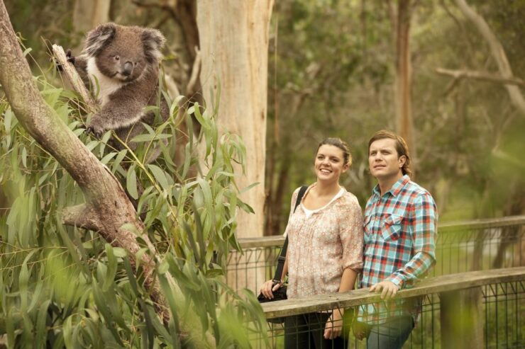 From Melbourne: Penguin Parade and Koalas Tour - Activity Details