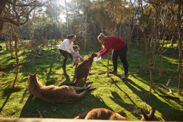 From Melbourne: Penguins and Wildlife Nature Day Tour - Booking and Tour Details