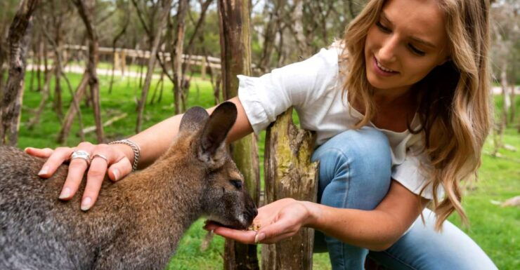 From Melbourne: Penguins and Wildlife Nature Day Tour - Wildlife Experience