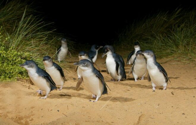 From Melbourne: Penguins and Wildlife Nature Day Tour - Common Questions