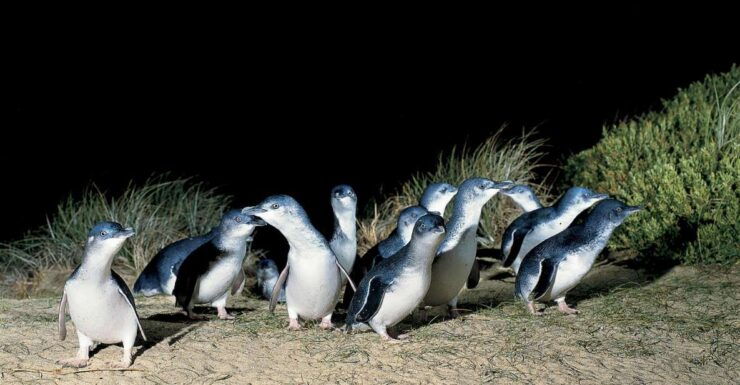From Melbourne: Phillip Island and Penguin Parade Day Tour - Live Guided Tours in English