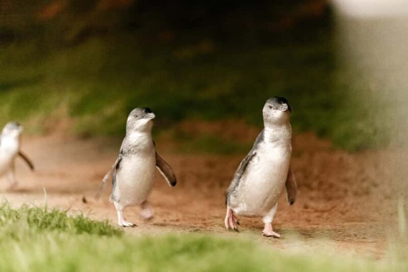 From Melbourne: Phillip Island Penguin Parade Express Tour - Who Would Love This Tour?