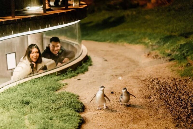 From Melbourne: Phillip Island Penguin Parade Express Tour - The Sum Up