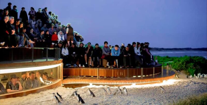 From Melbourne: Phillip Island Penguin Parade Private Tour - An In-Depth Look at the Phillip Island Private Tour