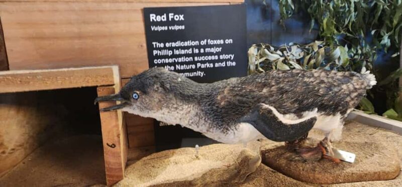 From Melbourne: Phillip Island Penguin Parade Private Tour - FAQs