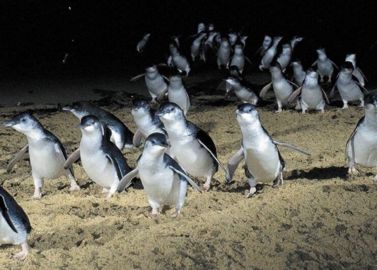 From Melbourne: Puffing Billy and Penguin Parade Combo Tour - Tour Details