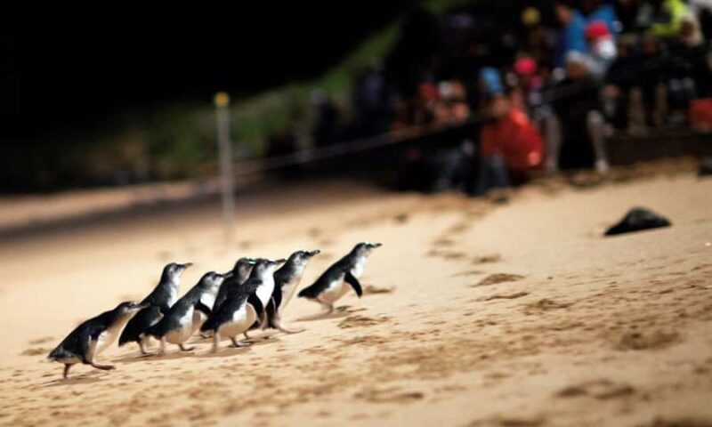 From Melbourne: Puffing Billy & Penguins Combo Tour Package - A Scenic Journey through Victoria’s Forests and Coastline