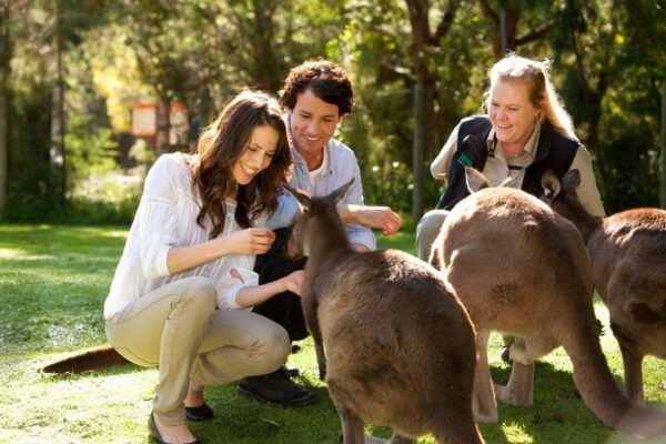 From Melbourne: Puffing Billy Steam Train & Wildlife Tour - The Sum Up