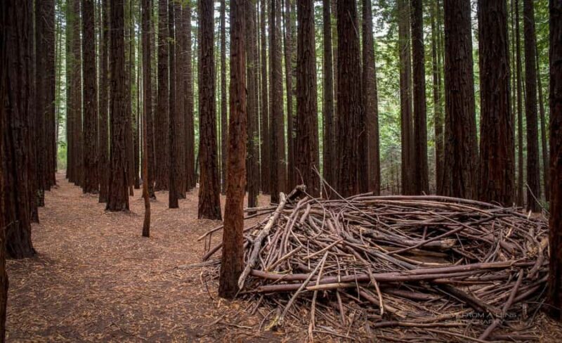 From Melbourne: Redwoods Forest & Yarra Valley Wine Tour - What Could Be Improved?