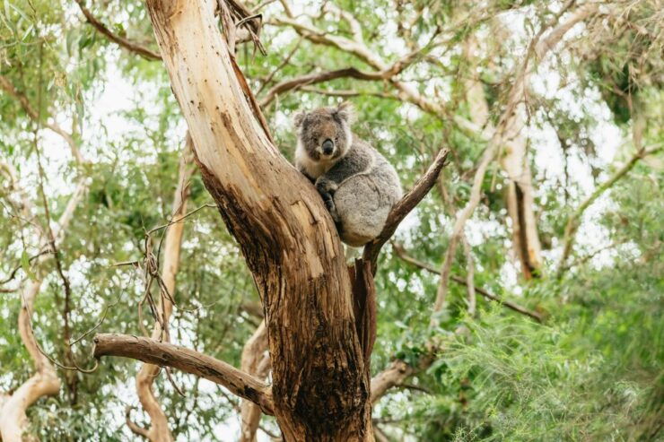 From Melbourne: Small-Group Great Ocean Road Day Trip - Travel Experience