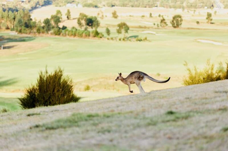 From Melbourne: Yarra Valley Chandon Cheese & Kangaroos Tour - What’s this tour all about?