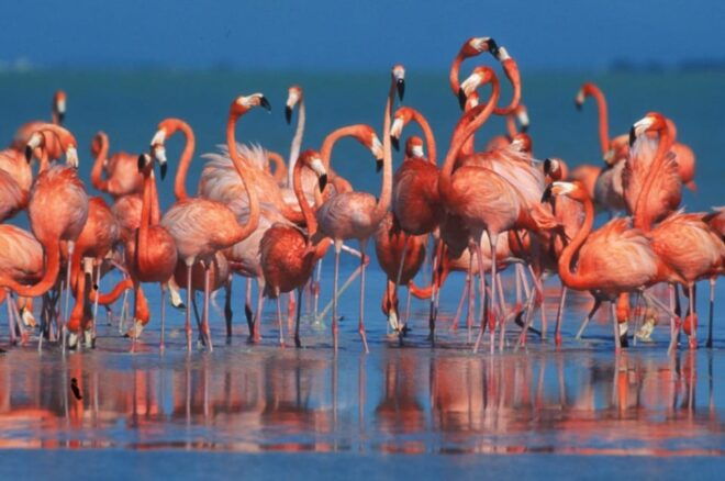 From Merida: Celestun Biosphere Reserve Day Trip - Restrictions