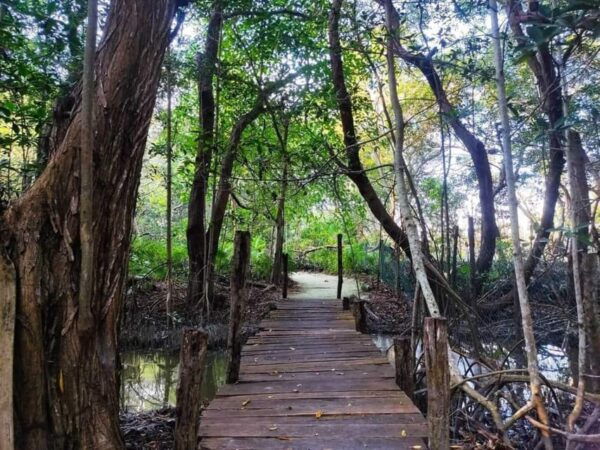 From Merida: Celestun Biosphere Reserve Day Trip - Transportation