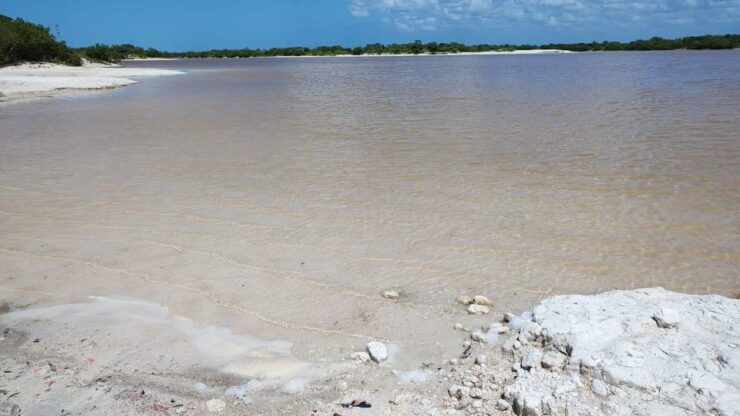 From Mérida: Celestún Flamingo Watching Tour With Lunch - Good To Know