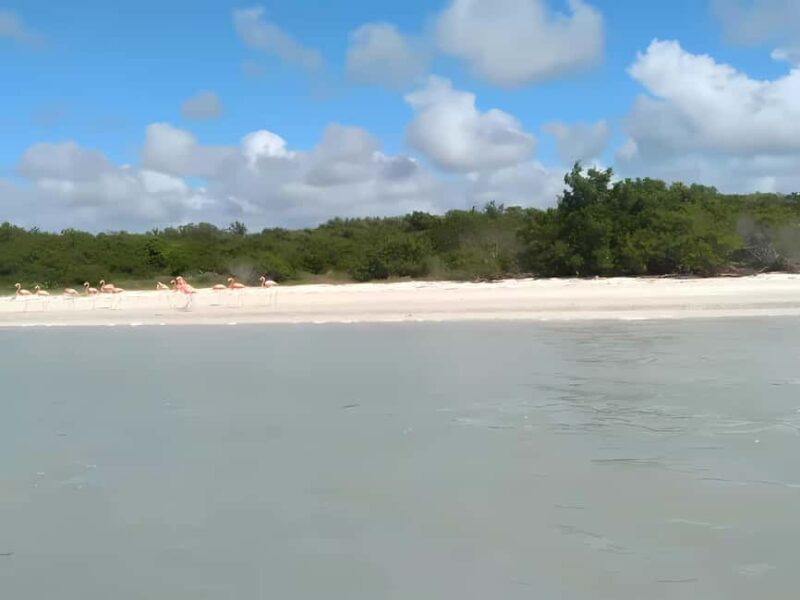 From Merida: Celestun, flamingos and beach - An Overview of the Experience