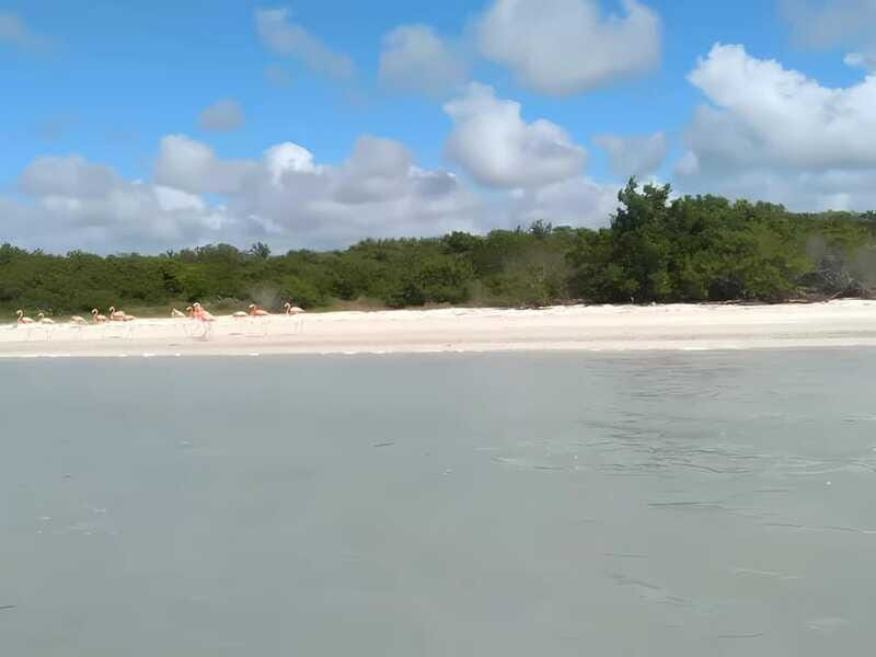 From Merida: Celestun, flamingos and beach - Authentic Insights from Reviews