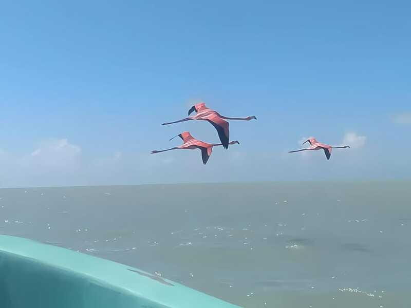 From Merida: Celestun, flamingos and beach - Frequently Asked Questions