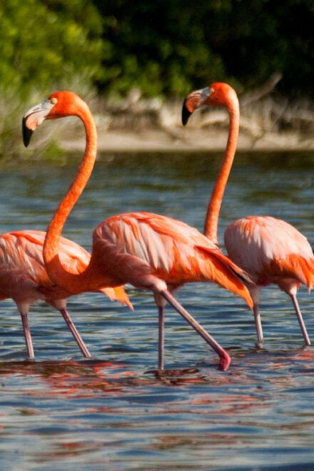 From Merida: Celestún, Salt Lakes, and Beach Day - Customer Reviews