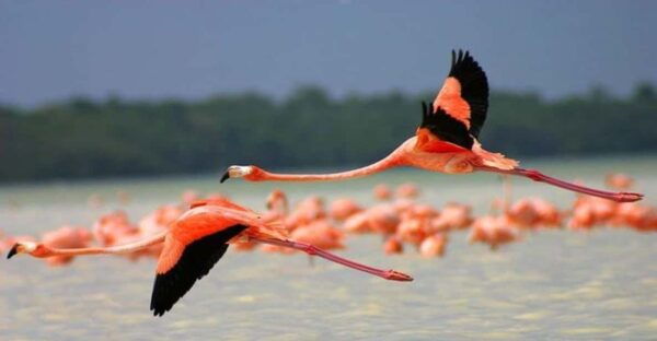 From Merida: Celestún, Salt Lakes, and Beach Day - Prohibited Items