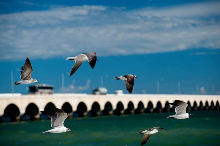 From Mérida: Dzibichaltún, El Corchito, and Progreso Trip - Flexible Booking and Cancellation Policy