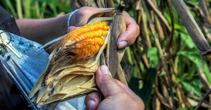 From Mérida: Farming, Cenote, and Ek Balam Pyramids Tour - Farming Experience