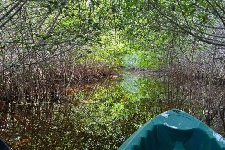 From Mérida: Full-Day Sisal Kayaking Tour With Lunch - Tour Experience