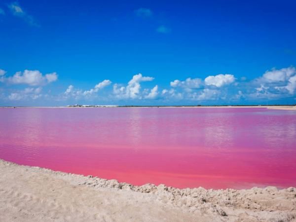 From Merida: Las Coloradas, Rio Lagartos & Beach Tour - Lunch Experience