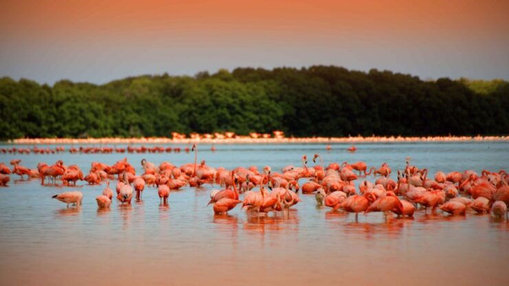 From Mérida: Ria Celestun Biosphere Reserve Tour - Tour Details