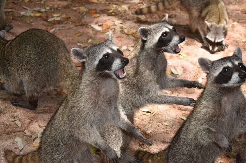 From Merida: Transfer to Celestun and Sisal - Discovering Merida’s Coastal Treasures: A Deep Dive into the Sisal and Celestun Tour