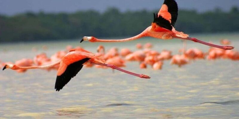 From Merida: Transfer to Celestun and Sisal - FAQs