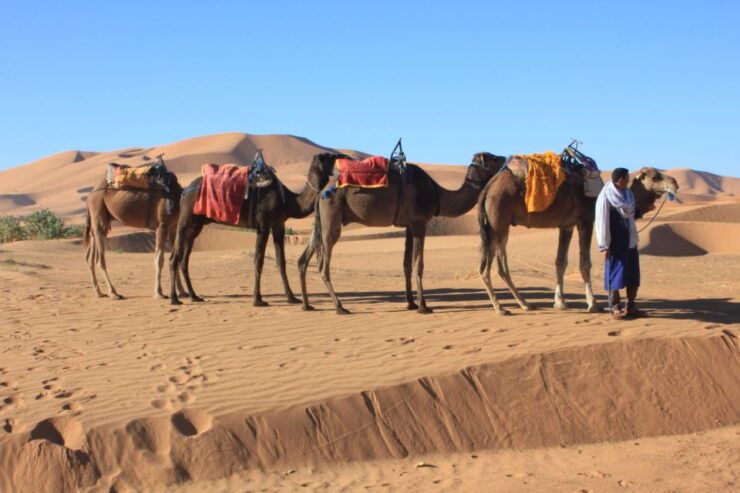 From Merzouga: Sunset Camel Ride & Sandboarding - Booking Information Details