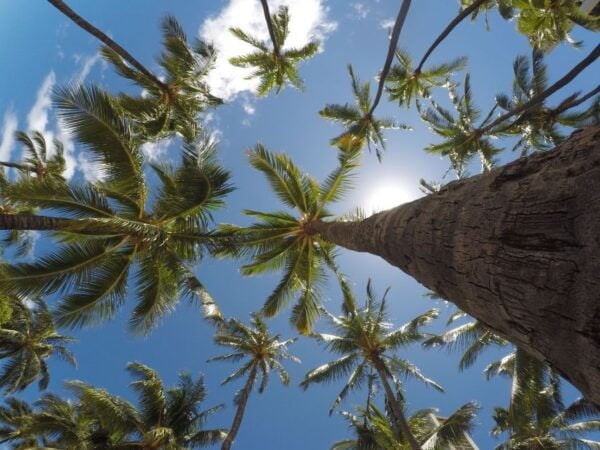 From Miami: Bimini Bahamas Day Trip by Ferry - Background