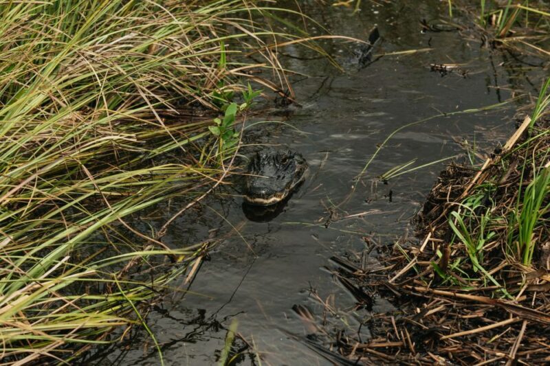 From Miami: Everglades Airboat Ride and Nature Walk - FAQ