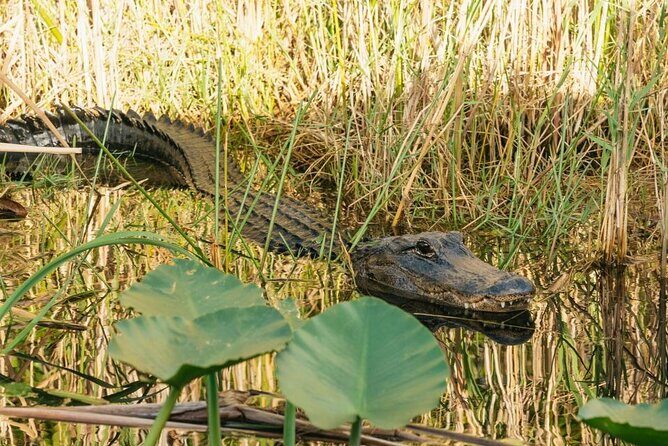 From Miami: Everglades at Night with Airboat and Alligators Tour - An In-Depth Look at the Miami Everglades Night Tour